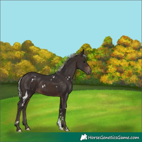 Horse Color:White Spotted Silver Brown Sabino Rabicano 
