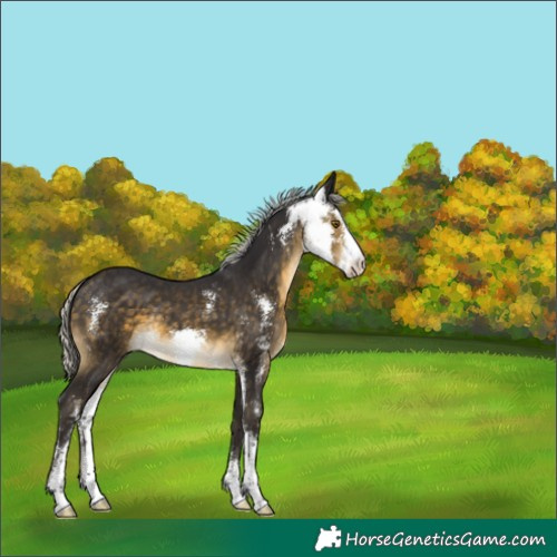 Horse Color:Silver Buckskin Sabino 