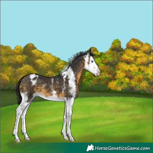 Horse Color:Buckskin Sabino Splash Appaloosa 