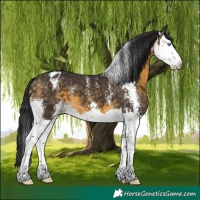 Horse Color:Buckskin Sabino Splash Varnish