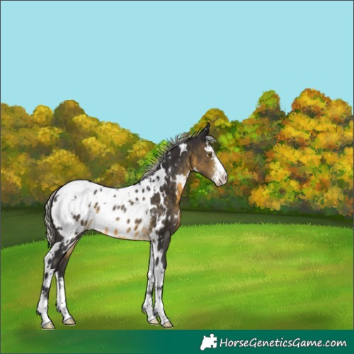 Horse Color:White Spotted Silver Buckskin Sabino Appaloosa Rabicano 
