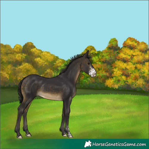 Horse Color:Buckskin Sabino 