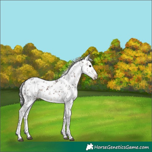 Horse Color:White Spotted Silver Brown Sabino Rabicano 