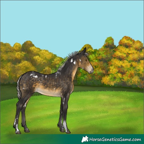 Horse Color:Powder White White Spotted Silver Buckskin 