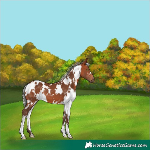 Horse Color:White Spotted Silver Brown 