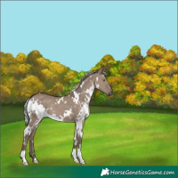 Horse Color:White Spotted Silver Grullo 