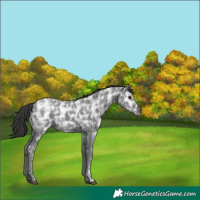 Horse Color:Black Ice 