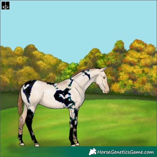 Horse Color:Brown Pearl Dun Tobiano 