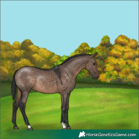 Horse Color:Brown Dun Rabicano 