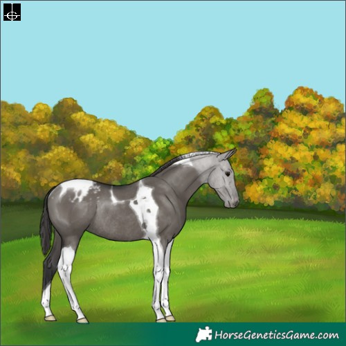 Horse Color:Grullo Tobiano Appaloosa Rabicano 