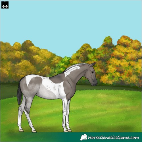 Horse Color:Grullo Tobiano Rabicano 