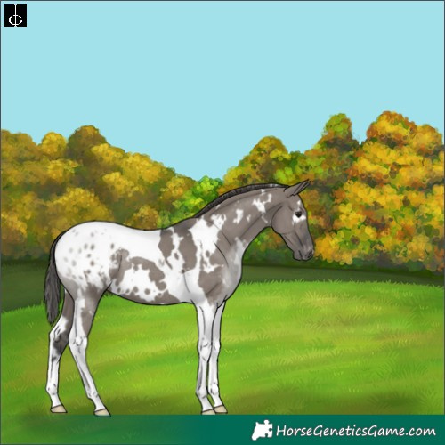 Horse Color:White Spotted Grullo Tobiano Appaloosa Rabicano 