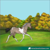Horse Color:Brown Dun Tobiano 