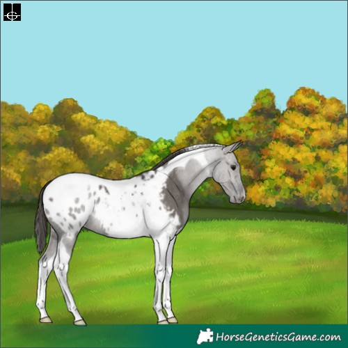 Horse Color:Grullo Tobiano Appaloosa Rabicano 