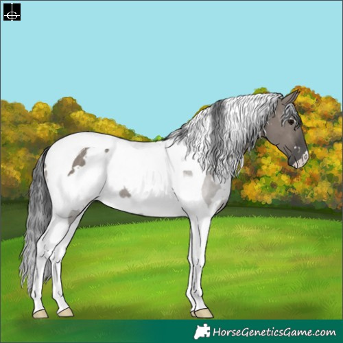 Horse Color:White Spotted Grullo Tobiano Rabicano 