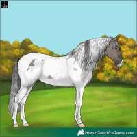 Horse Color:White Spotted Grullo Tobiano Rabicano