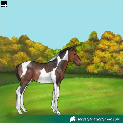 Horse Color:Bay Tobiano Rabicano