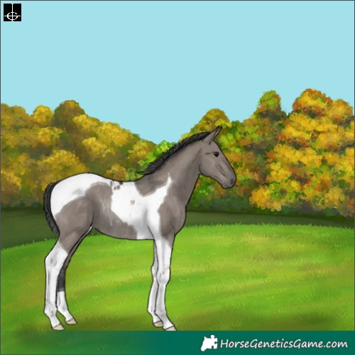 Horse Color:Grullo Tobiano Rabicano