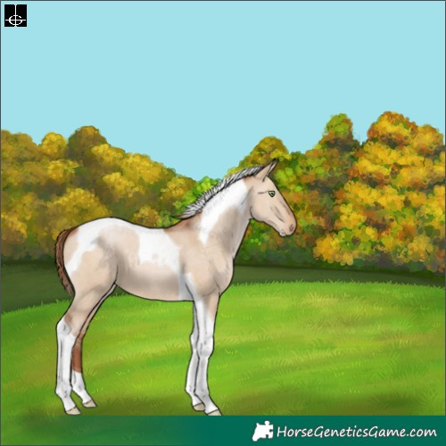 Horse Color:Brown Pearl Dun Tobiano 