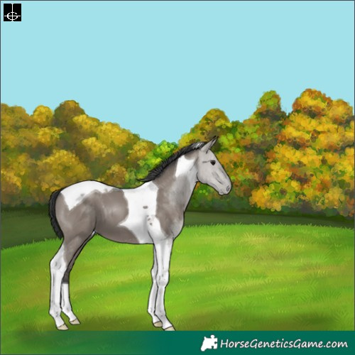 Horse Color:Grullo Tobiano