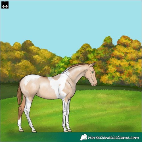 Horse Color:Bay Pearl Dun Tobiano Rabicano