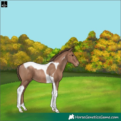 Horse Color:Black Pearl Tobiano Rabicano