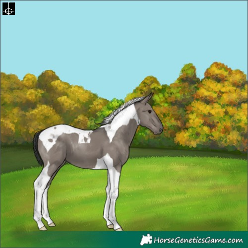 Horse Color:Grullo Tobiano 