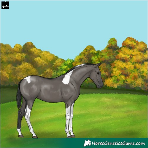 Horse Color:Grullo Tobiano 