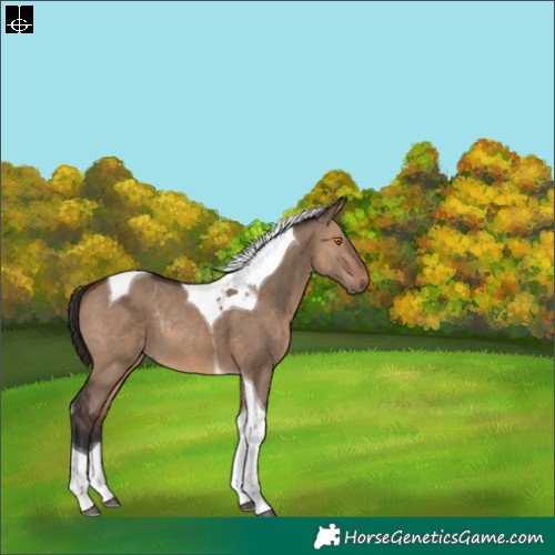 Horse Color:Brown Dun Tobiano Rabicano