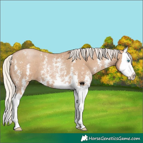 Horse Color:Silver Black Pearl Sabino Splash 