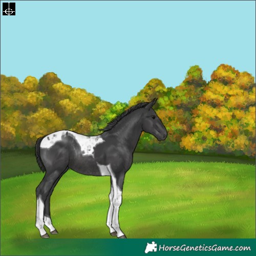 Horse Color:Black Tobiano Rabicano 