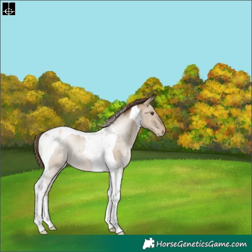 Horse Color:Grullo Pearl Tobiano