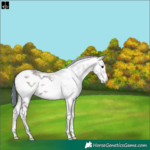 Horse Color:Nacre Blue Onyx Sabino Tobiano Frame 