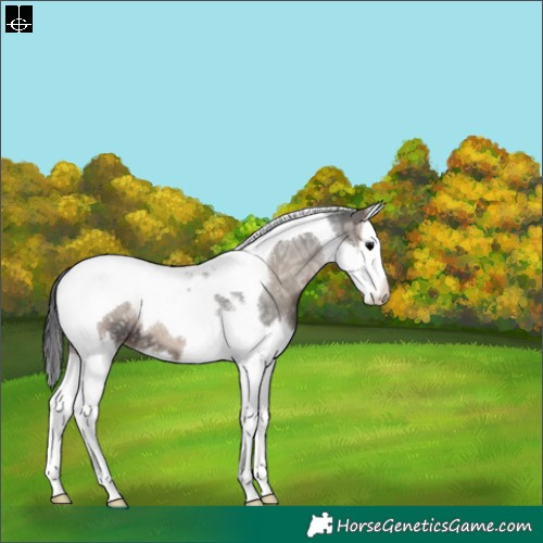 Horse Color:Blue Onyx Ice Splash Tobiano 