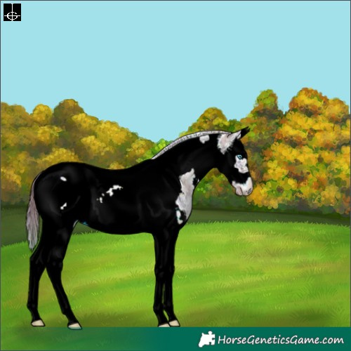 Horse Color:Nacre Blue Onyx Ice Sabino Splash Tobiano Frame 