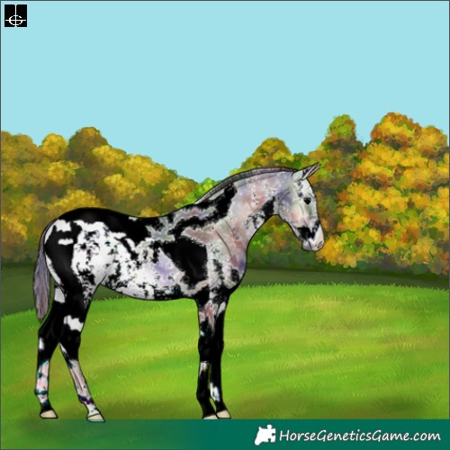 Horse Color:Nacre Blue Onyx Sabino Tobiano