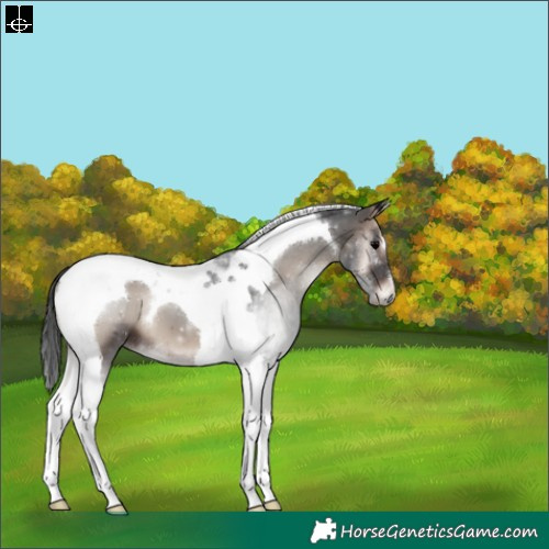 Horse Color:Blue Onyx Tobiano 