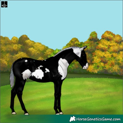 Horse Color:Nacre Blue Onyx Ice Sabino Splash Tobiano 