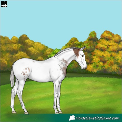 Horse Color:Gray Silver Bay Sabino Splash Tobiano Appaloosa Rabicano 