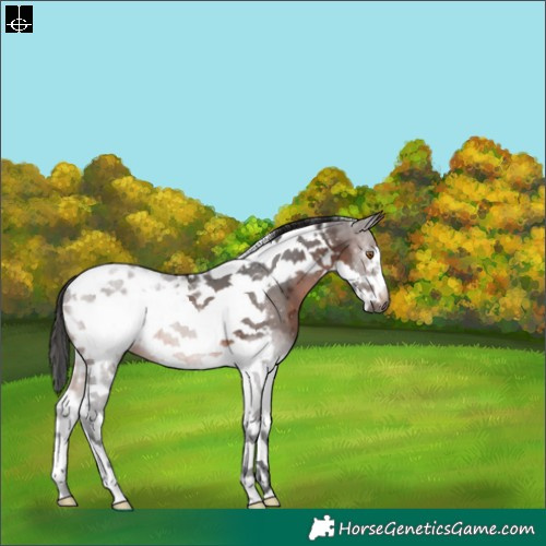 Horse Color:Gray Bay Tobiano Frame Appaloosa