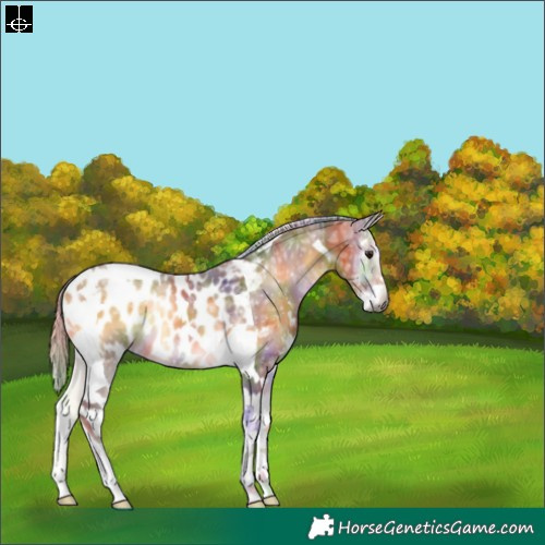 Horse Color:Gray Nacre Silver Buckskin Ice Onyx Sabino Tobiano Near Leopard 