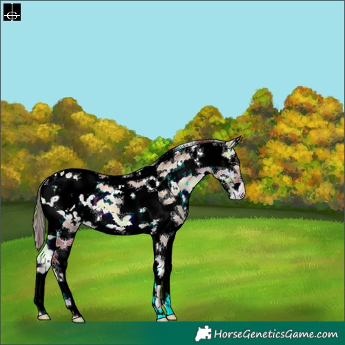 Horse Color:Nacre Bay Ice Onyx Sabino Appaloosa 