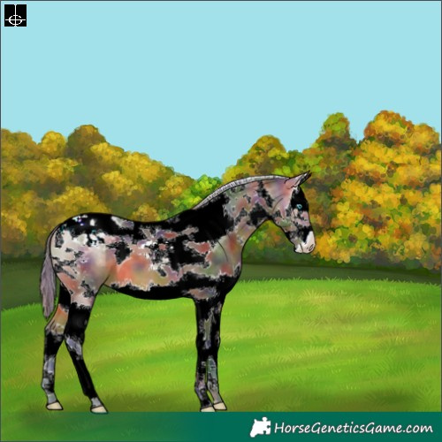 Horse Color:Nacre Bay Sabino Splash Tobiano Varnish 