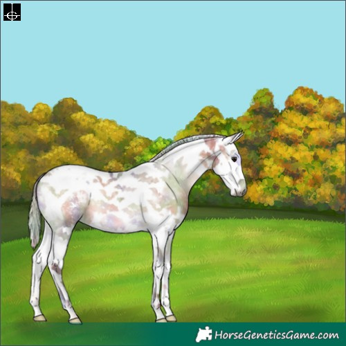 Horse Color:Gray Nacre Silver Grullo Ice Onyx Sabino Splash Tobiano Varnish 