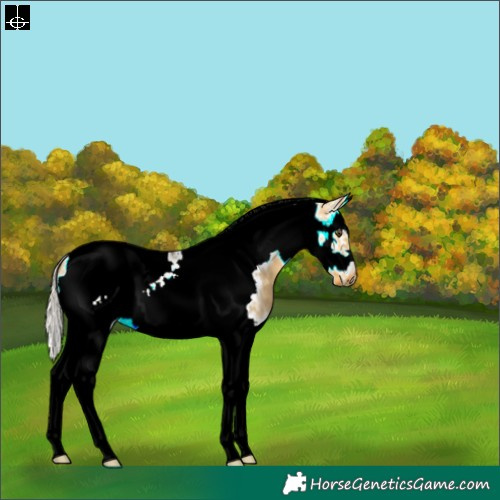 Horse Color:Silver Buckskin Ice Dun Sabino Splash Tobiano Frame 