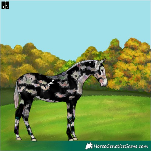 Horse Color:Gray Nacre Silver Smoky Blue Onyx Sabino Splash Tobiano Frame 