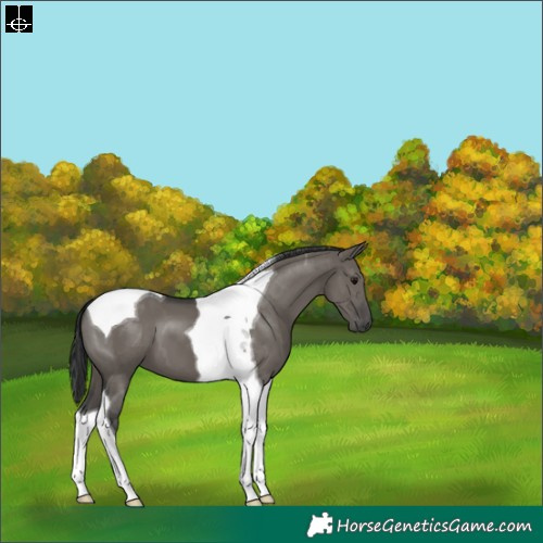 Horse Color:Grullo Tobiano