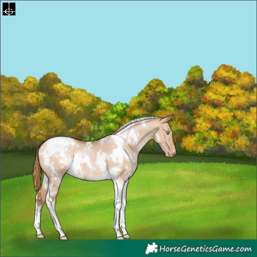 Horse Color:White Spotted Brown Pearl Dun Tobiano Appaloosa 