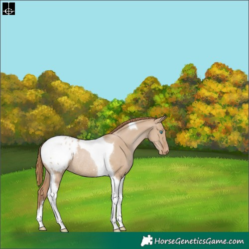 Horse Color:Grullo Pearl Tobiano Blanket Rabicano 