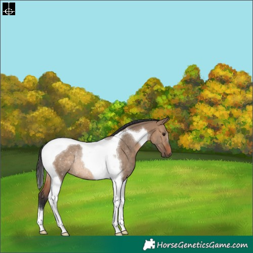 Horse Color:Brown Dun Tobiano Rabicano